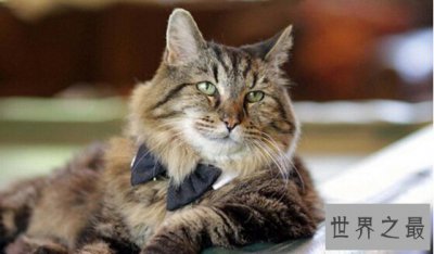 ​世界上最长寿的猫，长毛虎斑猫Corduroy26岁（相当于123岁）