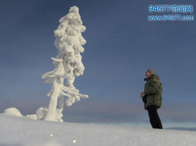 ​世界上最古老的树，位于瑞典的千年树妖Old Tjikko（9500岁）