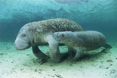 ​大海牛：海牛中的大型生物（一种已经灭绝的哺乳动物）