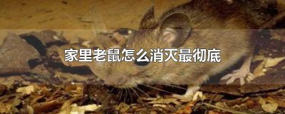 ​怎样把家里的老鼠消灭 家里老鼠怎么消灭最彻底图片