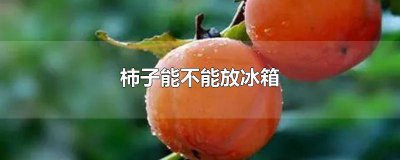 ​柿子能不能放冰箱冷藏保存呢 柿子能不能放冰箱冷藏保存一晚