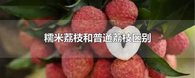 ​糯米荔枝口感 糯米荔枝是什么品种