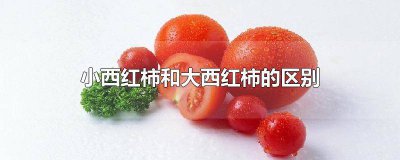 ​小西红柿和大西红柿的区别功效与作用图片 小西红柿和大西红柿的区别功效与作用