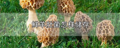 ​新鲜羊肚菌怎么保存得比较久 鲜羊肚菌能保存多久