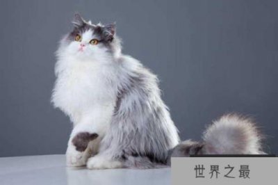 ​世界十大最漂亮的猫咪 暹罗猫仅第二波斯猫登顶