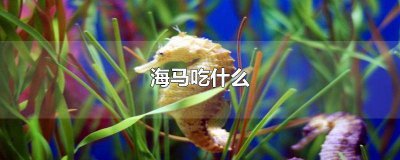 ​海马都吃些什么 海马的食物是什么海马吃什么