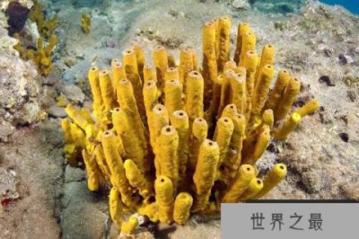 ​世界活的最长的动物：南极海绵活了有4500年