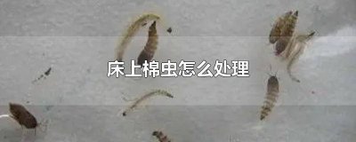 ​床上发现棉虫图片 床上出现棉虫怎么办