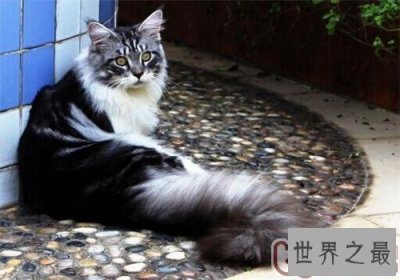 ​世界上最大的猫“温柔巨人” 还有一只吉尼斯纪录跟金毛狗一样大