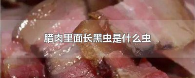 ​腊肉上有黑色虫还能吃吗 腊肉长黑色的虫子