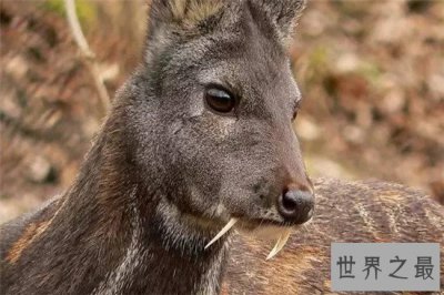 ​吸血鬼鹿吸血鬼中的动物 但是它们并不吸血