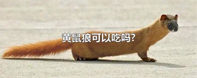 ​黄鼠狼食用方法 黄鼠狼可以食用吗?