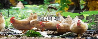 ​鸡子吃蟑螂吗 蟑螂可以喂鸡吃吗