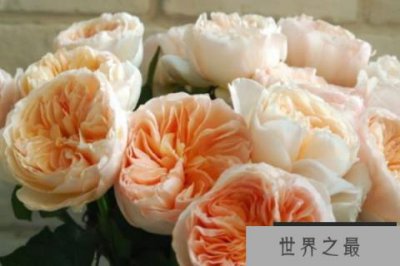 ​世界上最贵的花是什么花：朱丽叶玫瑰卖出2695万元天价