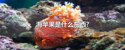 ​苹果和海鱼 海苹果是指