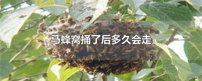 ​捅完马蜂窝马蜂要在原地停留多久 马蜂窝捅下来多久没有马蜂