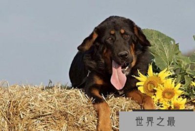 ​中国十大城市禁养犬，藏獒上榜，第二享有东方斗犬之王美誉