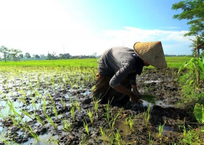 ​澳洲考古研究发现4千年前首批东南亚农民源自古中国