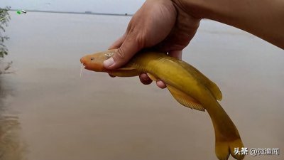 ​牛尾巴鱼学名叫什么（牛尾巴鱼能一口咬掉鲫鱼的尾部）