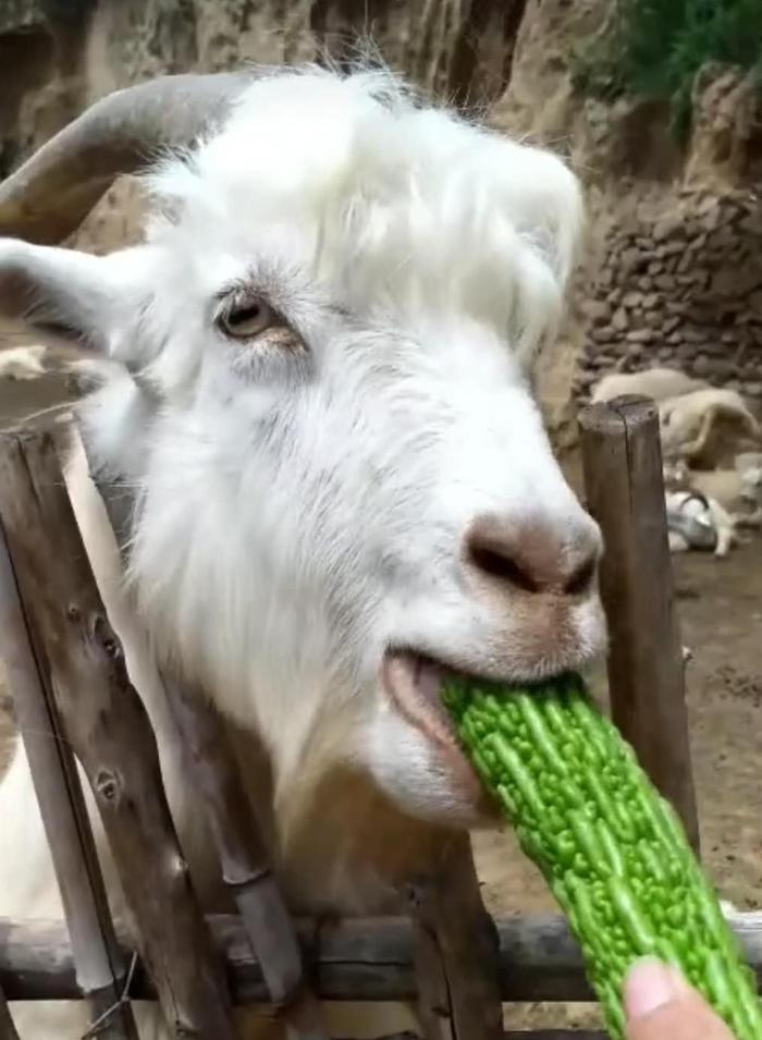 贪吃羊不满足于现状喜欢各种美食，养羊小伙不敢对着羊吃饭