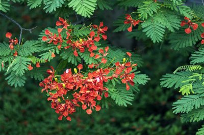 ​巴中适合养什么花，市花和市树是什么