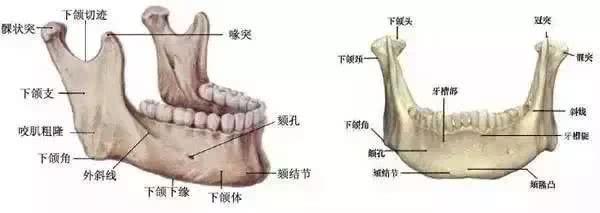 想通过拔智齿让脸变小？先来看看这个吧