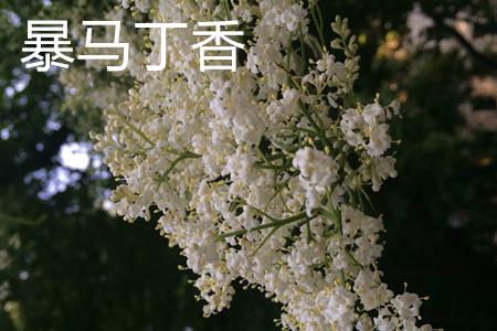 暴马丁香花1