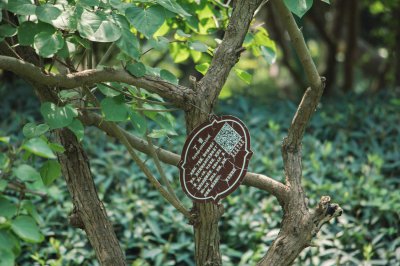 ​刚买的丁香花怎么换盆，丁香花怎么养