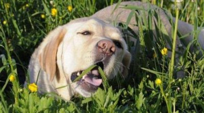 ​拉布拉多幼犬被子拉布拉多盖被子