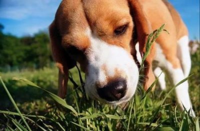 ​北京办犬证北京办犬证拉布拉多