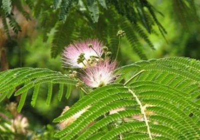 ​哪些植物一碰人就会死生活中致人死亡的十大植物