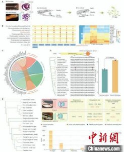 ​蛇类如何起源演化为什么缺失四肢中国科学家最新研究揭开未解之谜