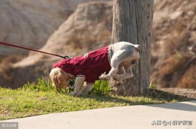 ​为什么中国没有大型鳄鱼中国有没有鳄鱼的分布在什么地方 ？