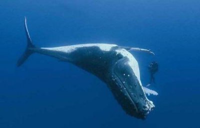 ​深海里的生物越深越可怕深海里可怕的十大生物