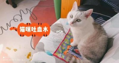 ​3大技巧，让猫猫不再害怕出行 怎么让猫不害怕外面的环境和声音发出来