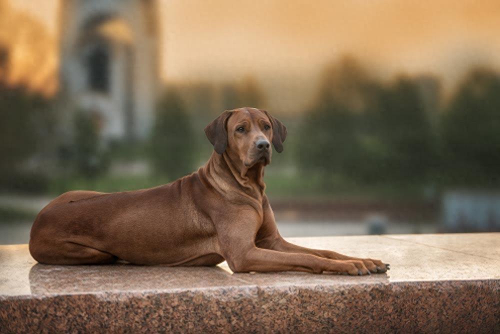 宠物图集：罗得西亚脊背犬